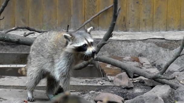Keluarga Racoon yang bermain di Kebun Binatang. Bingkai Diambil Dari Balik Kaca. Pergerakan Lambat . — Stok Video