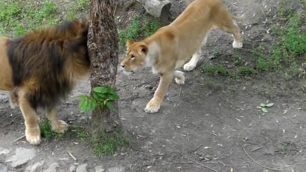 Lion et lionne jouant entre eux mordant les uns les autres et étreignant les jambes. Mouvement lent . — Video