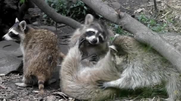 Eine Waschbärfamilie, die im Zoo spielt. Rahmen hinter dem Glas aufgenommen. Zeitlupe. — Stockvideo