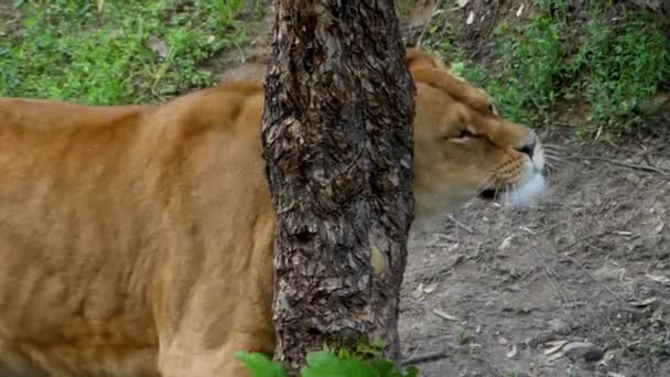 Aslan ve kendi aralarında birbirlerine ve sarılmak bacaklar ısırma oynarken dişi aslan. Ağır çekim. — Stok video