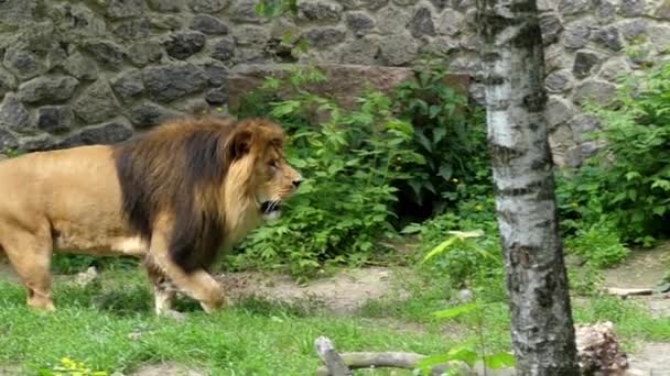 Graciösa lejon i Slow Motion. ett lejon går på marken. — Stockvideo