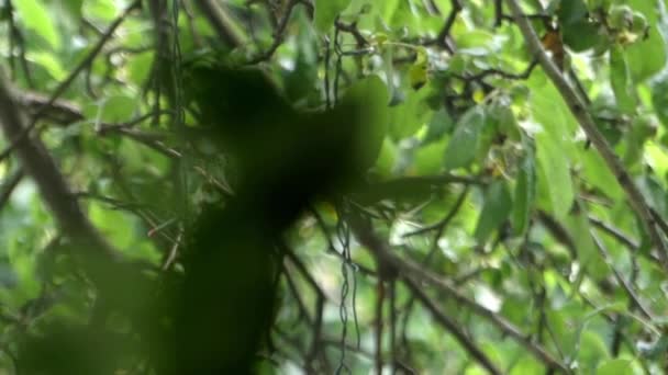 Focando em Zamioculcas . — Vídeo de Stock