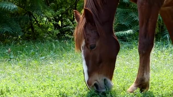 Koń pastwiskowy łąka i gryzie trawę w zwolnionym tempie. — Wideo stockowe