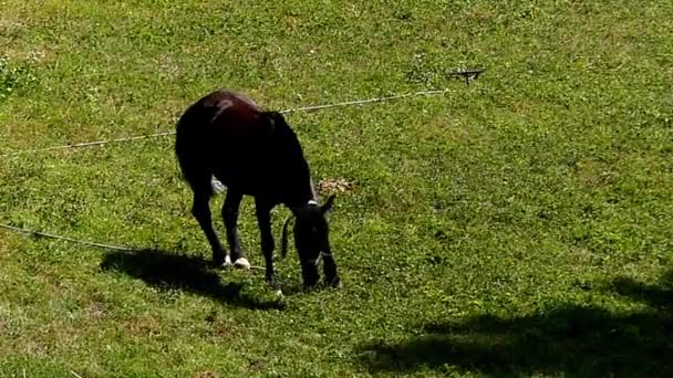 Кінь на галявині і жує трави в уповільненому Русі. — стокове відео