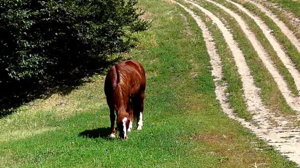 Cavallo al pascolo nel prato e mastica l'erba in movimento lento . — Video Stock