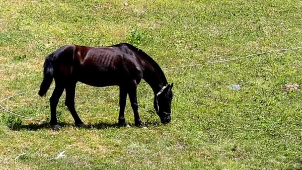 Cavallo al pascolo nel prato e mastica l'erba in movimento lento . — Video Stock