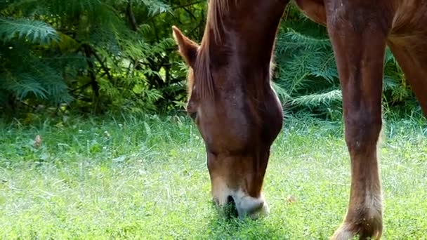 Horse Grazing en el prado y mastica la hierba en cámara lenta . — Vídeos de Stock