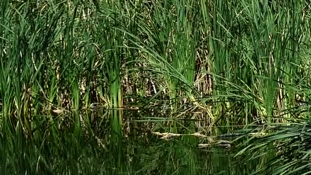 Lilie und Schilf auf dem Wasser des Sees. — Stockvideo