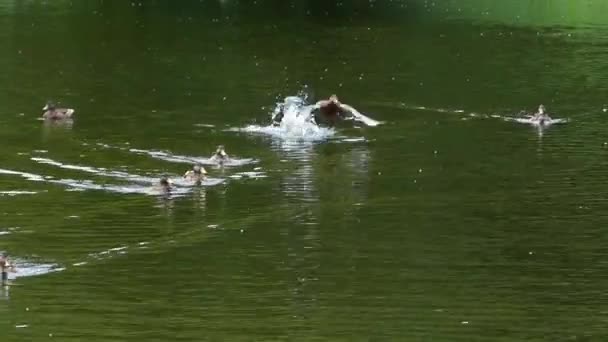 Voeding van de eenden in het meer. — Stockvideo