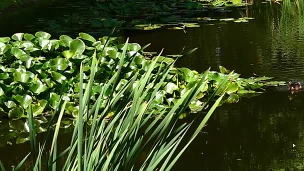 Lily i stroik na wody jeziora. — Wideo stockowe