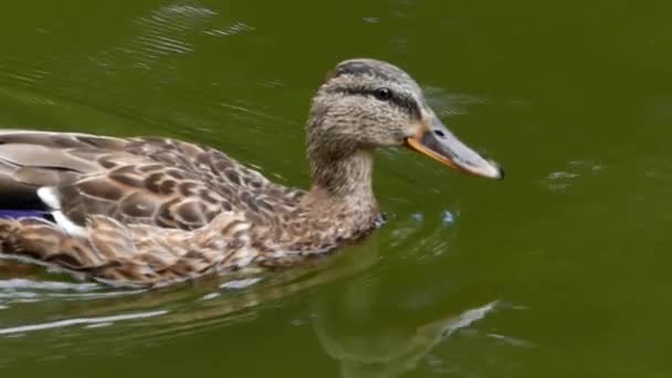 Wilde eend zwemt in het meer in Slow Motion. — Stockvideo