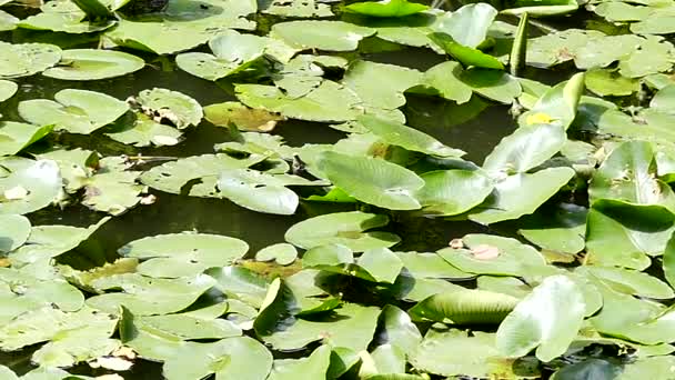 Lys et roseau sur l'eau du lac . — Video