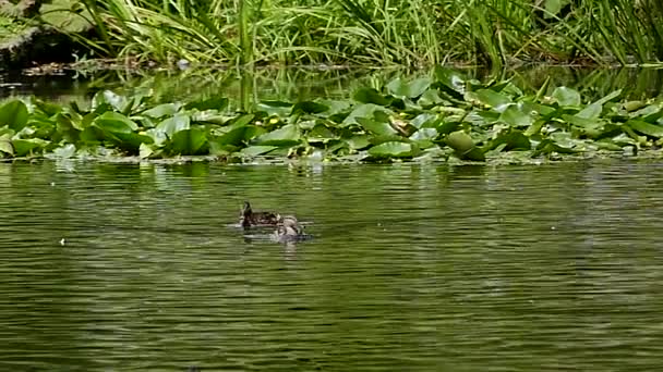 Los patos nadan en un estanque en cámara lenta . — Vídeo de stock