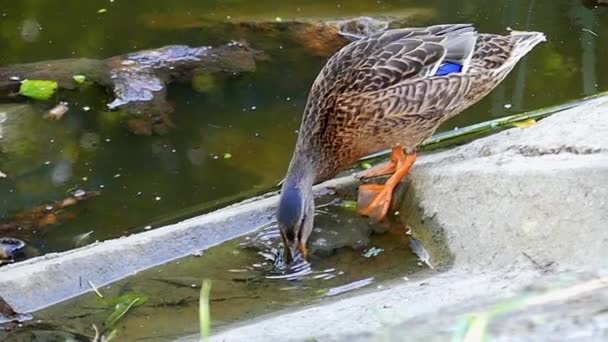 Duck Eats in Slow Motion. — Stock Video