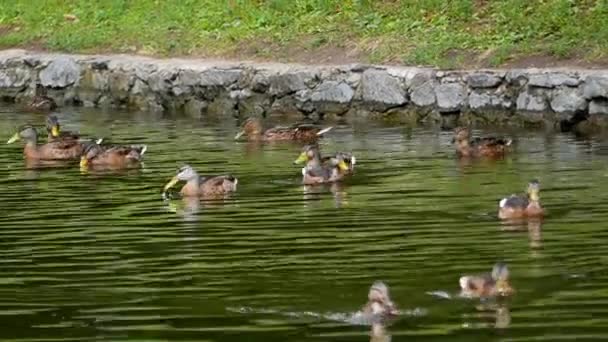 Fütterung der Enten im See. — Stockvideo