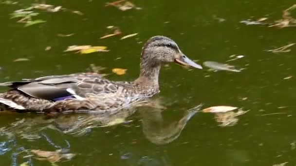 Divoká kachna plave v jezeře v pomalém pohybu. — Stock video