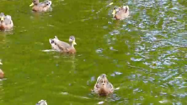 Alimentando os patos no lago . — Vídeo de Stock