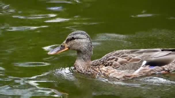 A câmera faz um pato que nada no lago. Fechar Shot . — Vídeo de Stock