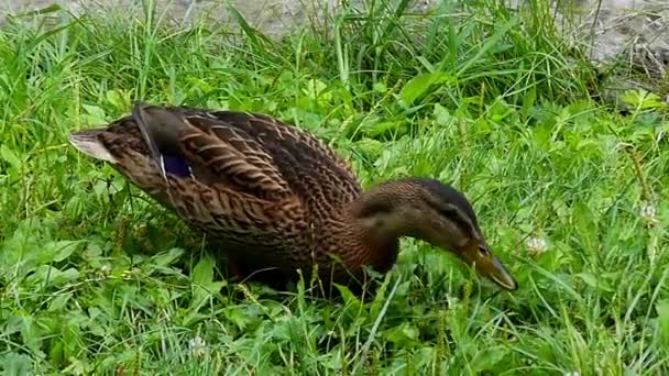 Anatra nel lago Mangia al rallentatore . — Video Stock