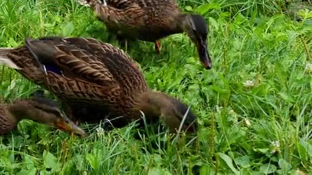 Duck in the Lake Eats in Slow Motion. — Stock Video