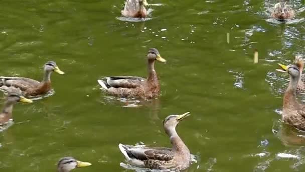 Nutrire le anatre nel lago. Anatre in attesa di cibo e poi Raid It. Rallentatore . — Video Stock