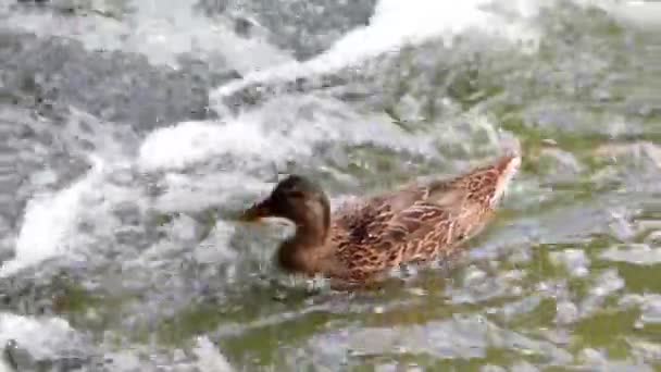 Ducks Berenang di Sungai Gunung . — Stok Video