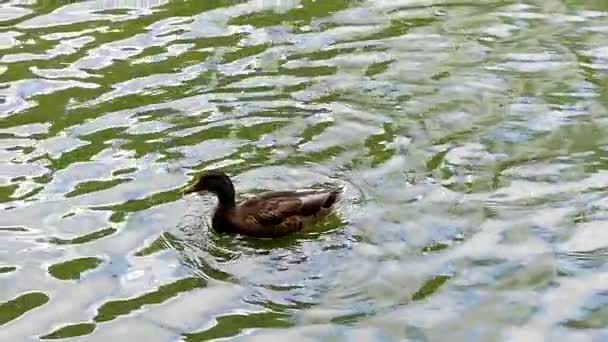 Pato en el lago come en cámara lenta . — Vídeos de Stock