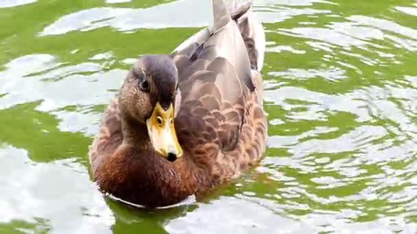 Duck in the Lake Waiting the Food in Slow Motion. — Stock Video