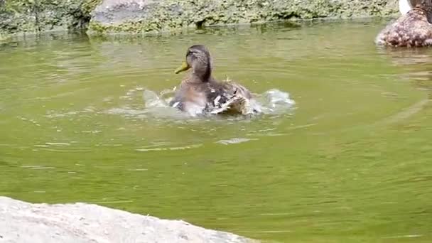 Cool Action: un pato se sumerge bajo el agua y emerge y después de eso intenta volar al cielo en cámara lenta . — Vídeos de Stock