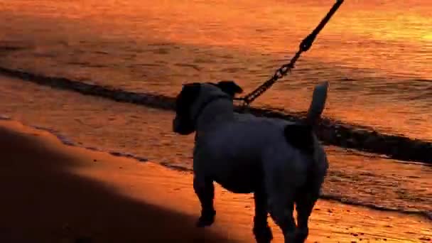 Hunden i snor går langs stranden ved Sunset. Smuk farve . – Stock-video