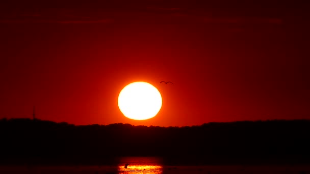 Slutet av dagen. Fiskmås flyger från solen vid solnedgången i Slow Motion. — Stockvideo