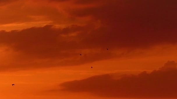 Gaviota volando en el cielo al atardecer en cámara lenta . — Vídeo de stock