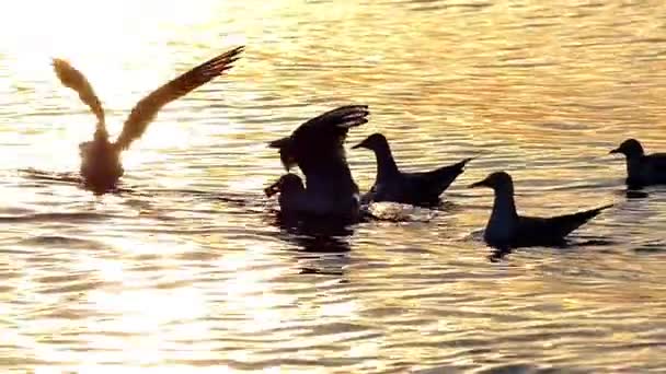 De opkomst van de meeuwen in Slow Motion bij zonsondergang in de zee. — Stockvideo