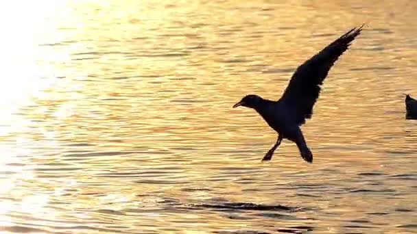 A ascensão das gaivotas em câmera lenta ao pôr do sol no mar . — Vídeo de Stock