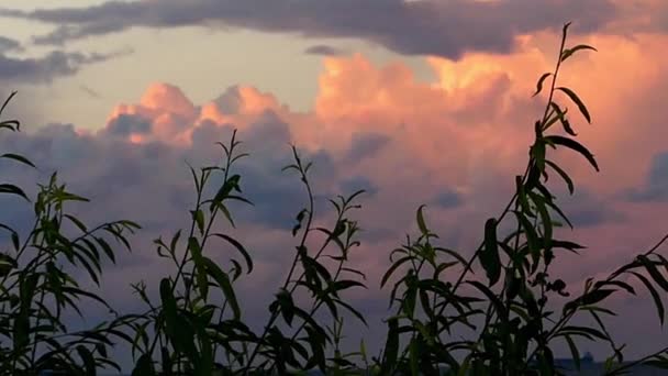 Reeds Swaying in the Wind in Slow Motion During Sunset. — Stok Video