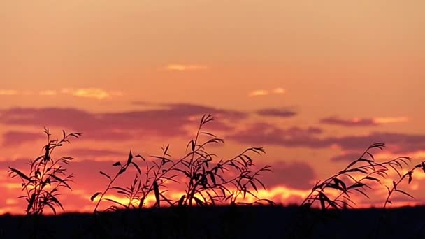 Juncos balançando no vento em câmera lenta durante o pôr do sol . — Vídeo de Stock