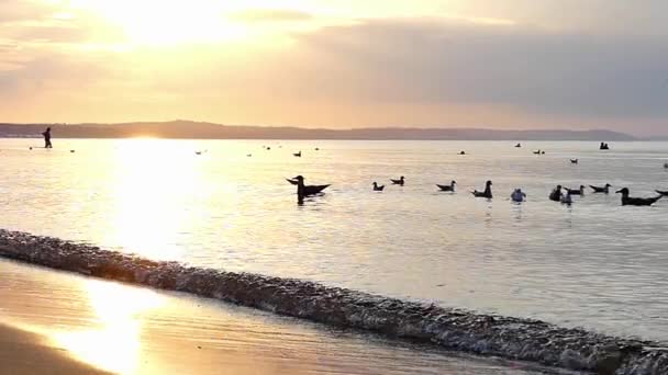 Schöne Zeitlupe auf dem Meer: Möwen fliegen am Himmel gegen den Himmel und gegen den Sonnenuntergang. s — Stockvideo