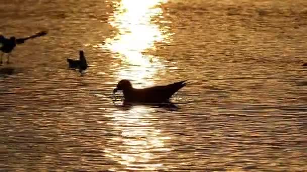 Seagulls w morzu o zachodzie słońca. zwolnionym tempie. — Wideo stockowe