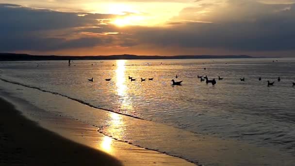 Belle action au ralenti sur la mer : mouettes volant dans le ciel contre le ciel et le coucher du soleil. s — Video