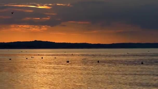 Seagulls Flying i pływanie w oceanie o zachodzie słońca. — Wideo stockowe