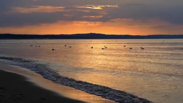 Meeuwen vliegen en zwemmen in de Oceaan bij zonsondergang. — Stockvideo
