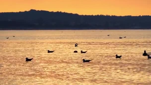 Gaivotas Voando e nadando no oceano ao pôr do sol . — Vídeo de Stock