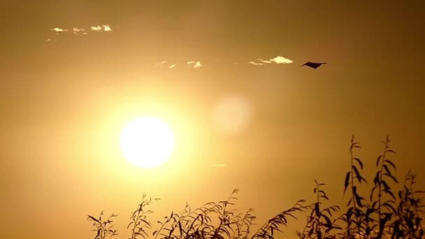 Um Kite Hovers no céu ao pôr do sol em câmera lenta — Vídeo de Stock