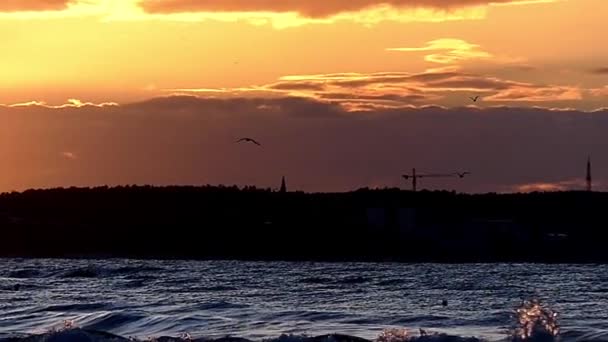 Möwe fliegt in Zeitlupe am gelben Himmel. — Stockvideo