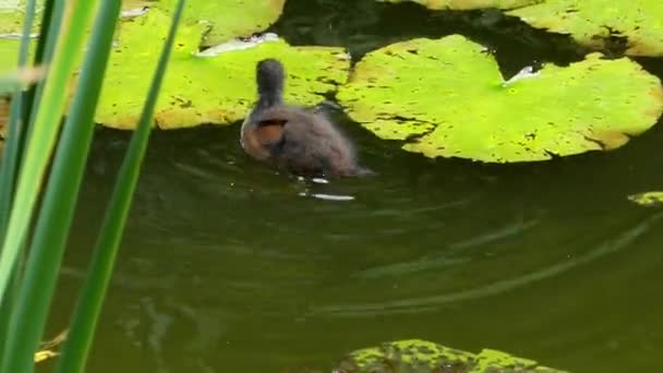 Vodní pták krmení malé letadlo na Lotus. — Stock video