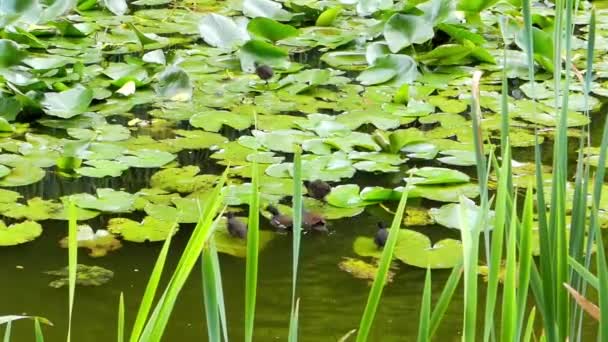 Oiseaux d'eau courant sur les feuilles de lys et mangeant . — Video