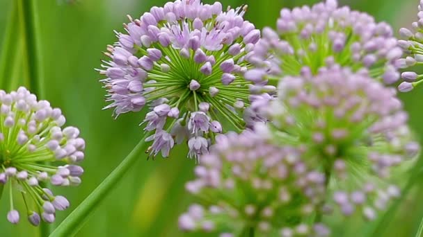 Fiore viola fioritura Primo piano . — Video Stock