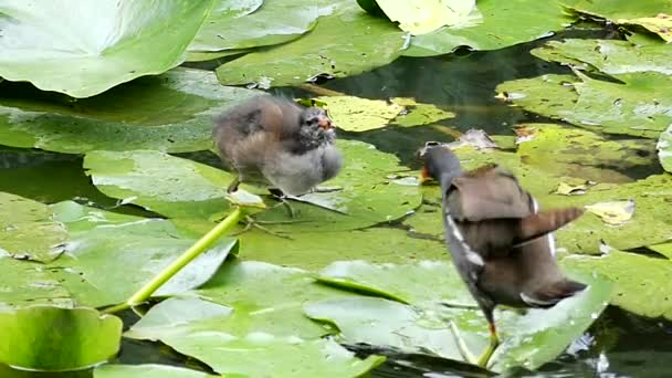 Aves acuáticas alimentando a pájaros pequeños en el Loto. Moción lenta . — Vídeos de Stock