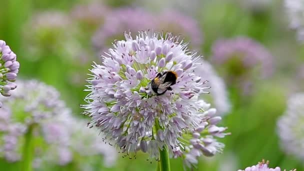 Bee Collecting Pollen on a Purple Flower. Slow Motion. — Stock Video