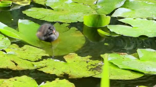Водяная птица, кормящая маленькую птицу на лотосе . — стоковое видео